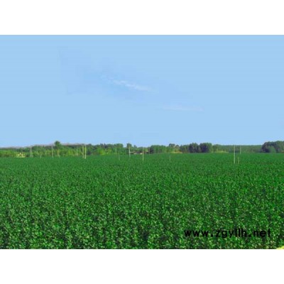 速生杨，水杉,香樟,广玉兰,桂花