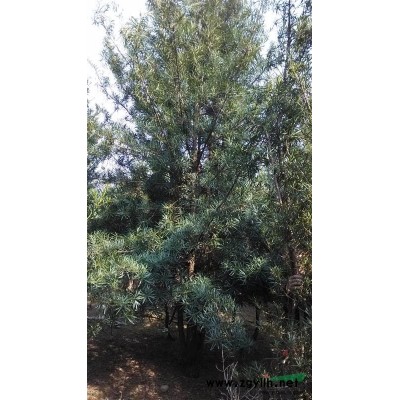 大量供应香樟树