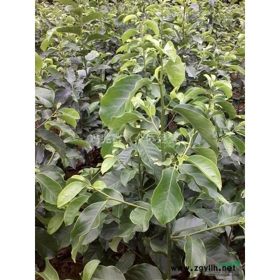 出售：2——4公分红叶石楠、大叶女贞、山玉兰、香樟、杜英等