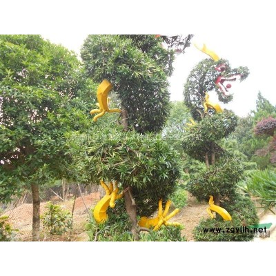 香樟 湖南香樟 香樟价格