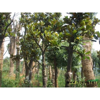 香樟报价/湖南香樟报价