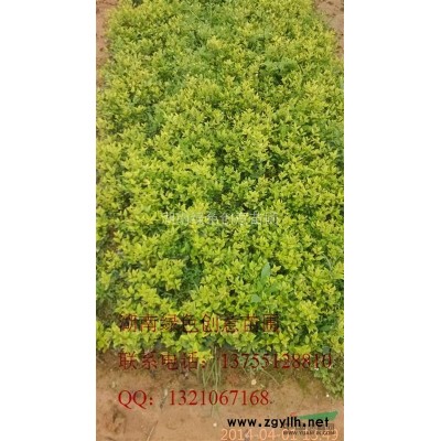 薄利多销各规格再生香樟