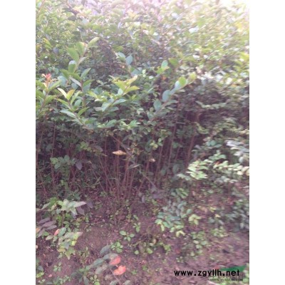 低价出售香樟