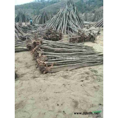 河南香樟供应 出售河南香樟树 河南香樟价格