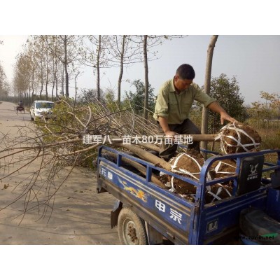 江苏[产品]/江苏桂花 桂花树 价格/报价