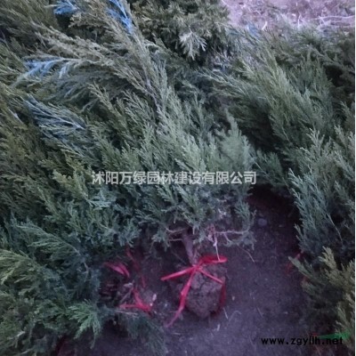 万绿园林大叶女贞价格_大叶女贞产地_大叶女贞绿化苗木苗圃基地