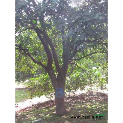 供应香橼树、红果冬青、黄山栾树、桂花树、香樟树