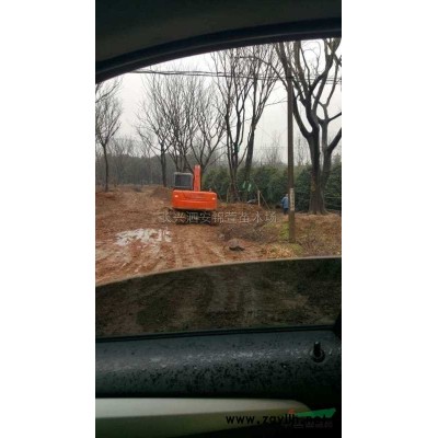 浙江2-6米桂花 湖州桂花树价格哪里好/哪家便宜