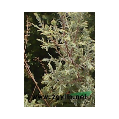 大量批发杉苗，香樟，湿地松，马尾松