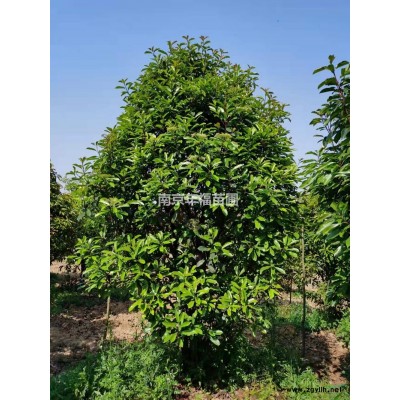 供应10~12公分大叶女贞