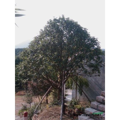 多杆香樟树多头