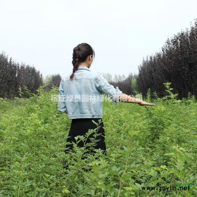 大叶女贞·大叶女贞图片·大叶女贞种植基地