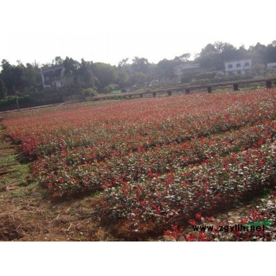 浏阳苗圃四季桂花树球批发销售