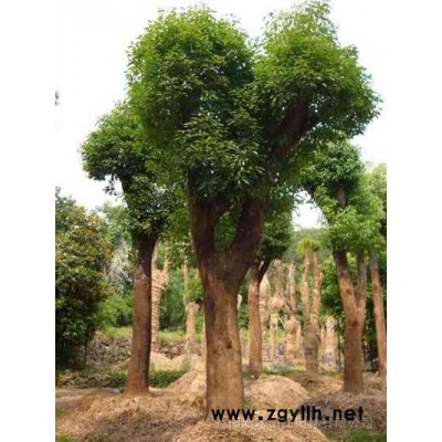 香樟，胸径15-95CM香樟
