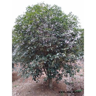 安徽大叶女贞报价精品的大叶女贞出售滁州大冶女贞价格便宜的大叶