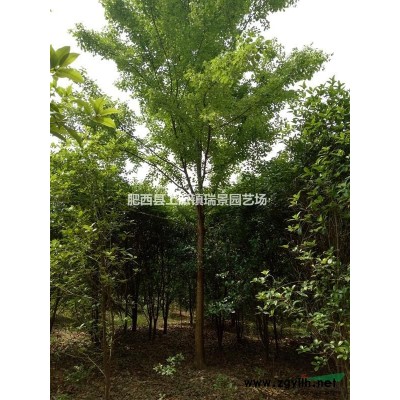 丛生黄连木.朴树.大叶女贞《金牌供货商》