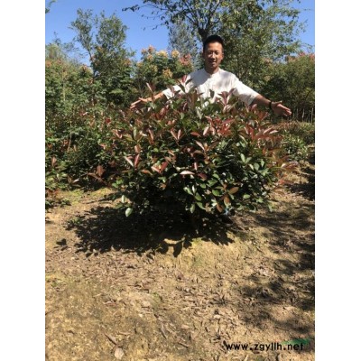 桂花批发供应，欢迎采购