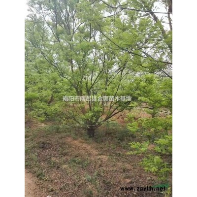 优质特价大叶女贞2产地直销