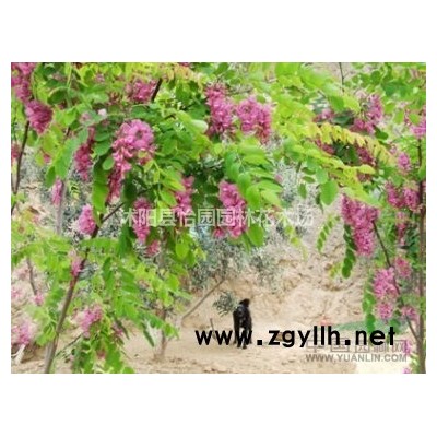 批发流苏树，流苏小苗，嫁接桂花用苗