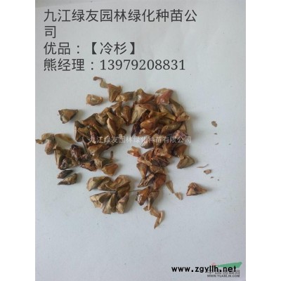 江西大叶女贞*新报价/大叶女贞图片