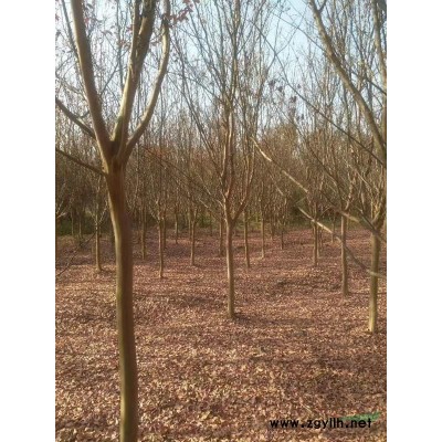 安徽，滁州，优质桂花树，精品桂花，桂花苗，大量出售