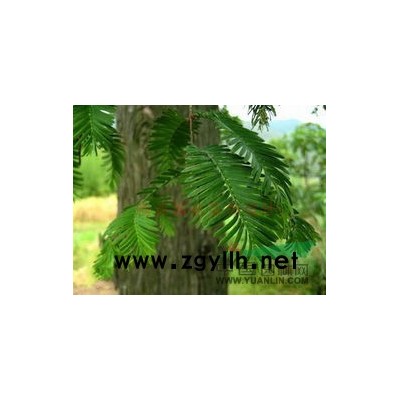 桂花价格、桂花供应、桂花批发