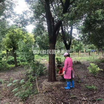 江苏供应青珊瑚/大叶女贞/高度2米的女贞供应规格*