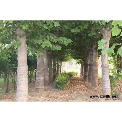 大叶女贞供应/大叶女贞图片