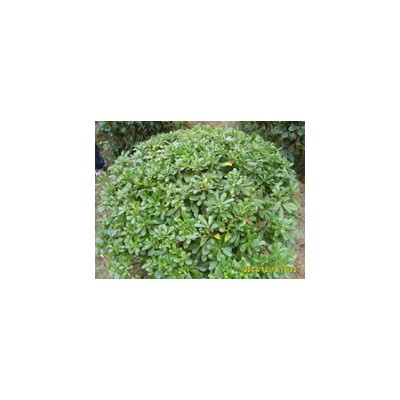 浙江大叶女贞信息