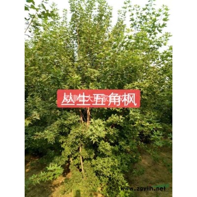 大小叶女贞造型树/桂花海棠花瓶/美国紫薇花瓶