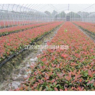 江苏沭阳桂花行情报价/江苏桂花规格*