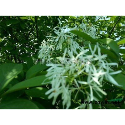 河南大叶女贞2*新报价/大叶女贞2图片