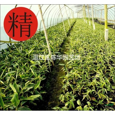 四川成都供应高杆桂花