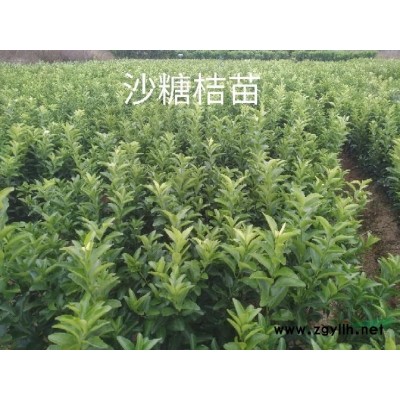 地径5-10公分，八月桂花、金桂