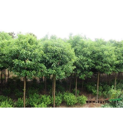 大叶女贞报价/安徽大叶女贞报价