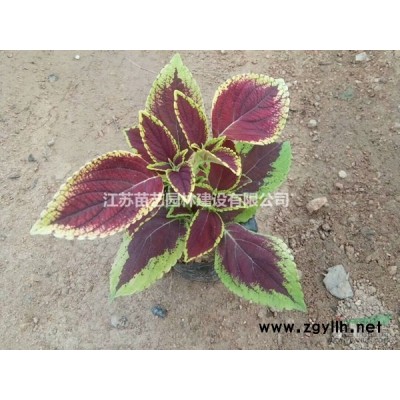 金桂价格-金桂图片-金桂产地-金桂苗木基地-桂花树批发