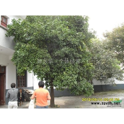 大量出售榉树、朴树、香樟树、广玉兰、香橼树