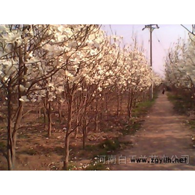 白玉兰，皂角，女贞，桂花，紫薇，栾树，广玉兰，黄连木