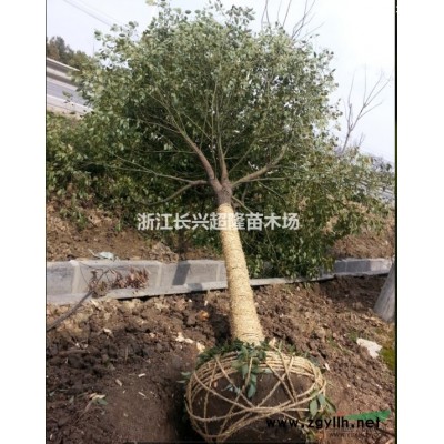 胸径18—30公分香樟