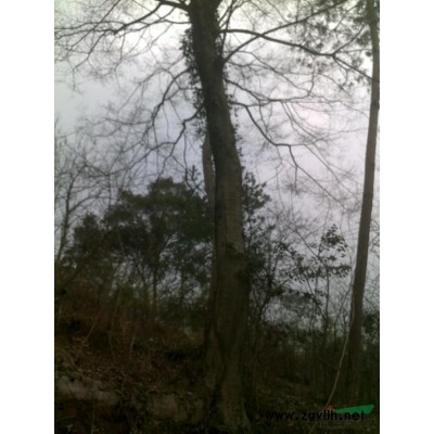 供应25-----40公分香樟