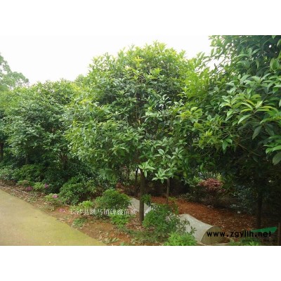 湖南移栽香樟*新报价/移栽香樟图片