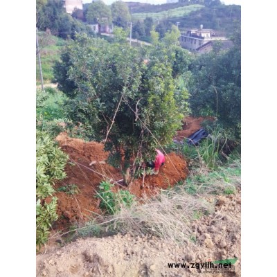 大量供应杨梅树，香樟树，桂花树。欢迎来电采购