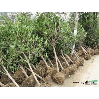 浙江地区供应3-50公分香樟树 多头樟树 芳樟树