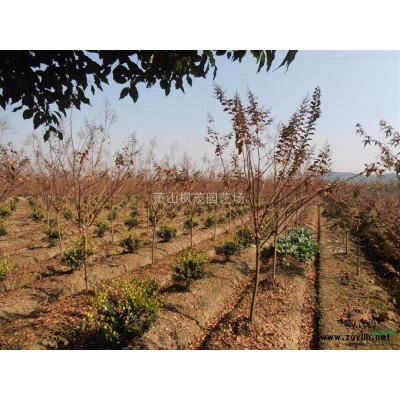 香樟，10至13公分香樟，香樟价格，香樟供应，香樟图片