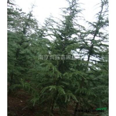 香樟，大香樟，香樟价格，香樟供应