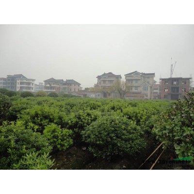 香樟图2