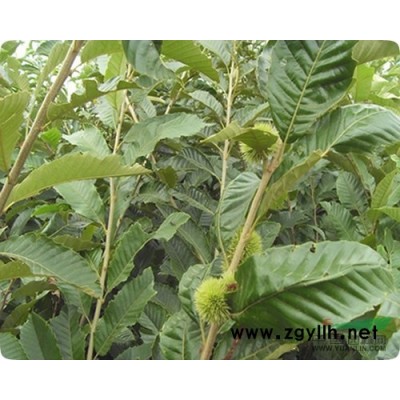 *新樟树苗、香樟苗价格