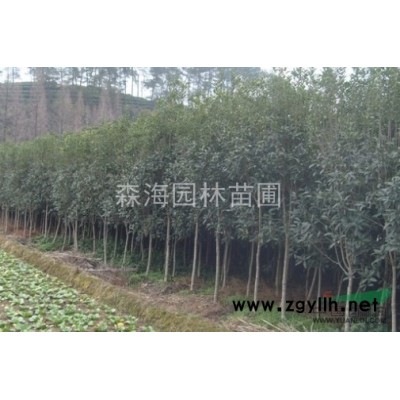 40公分移栽精品香樟优惠出售