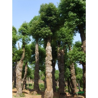 湖南精品香樟 益阳大香樟 骨架香樟 多头香樟 香樟价格