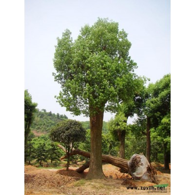 百春园林 长期供应优质香樟 香樟的报价